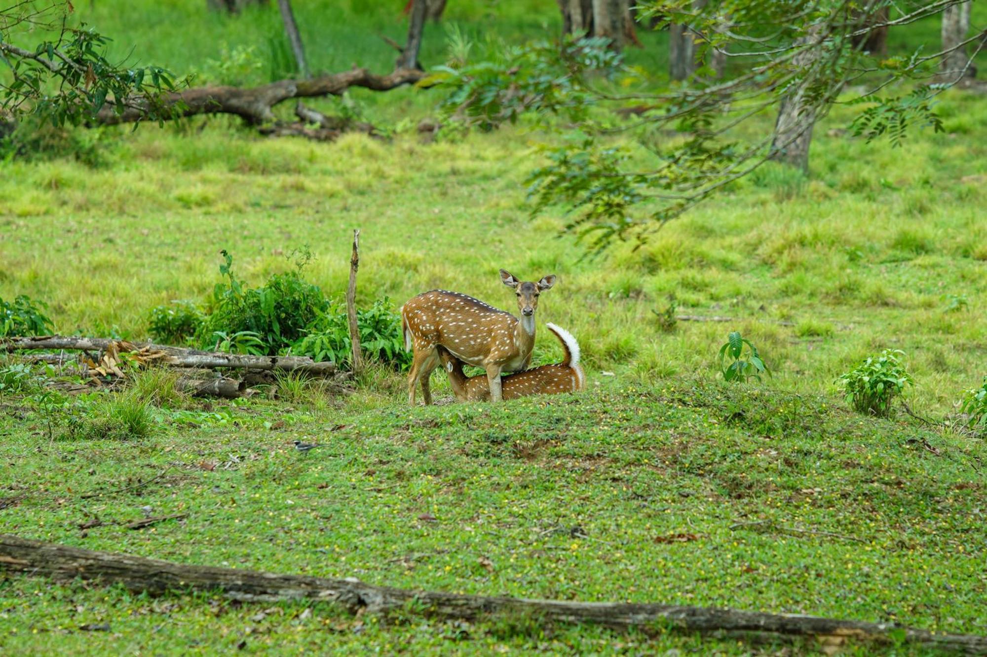 Kuruva Island Resort And Spa - By Kabini Breeze, Wayanad Mananthavady Εξωτερικό φωτογραφία